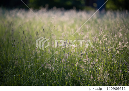 Wild Poa Annua,Timothy, Brome grass in a field at sunset, soft focus. Summer nature background.  140986611