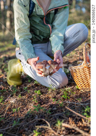 Woman nature lover on autumn mushroom hunting activity in pine forest harvest porcini on sunny day. Woman nature lover on autumn mushroom hunting activity in pine forest harvest porcini on sunny day. 140986627