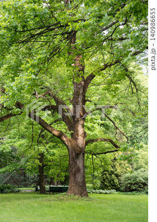 Old Pedunculate English Oak tree with spread branches and green lush canopy foliage crown crown grows in spring garden. Old Pedunculate English Oak tree with spread branches and green lush canopy foliage crown crown grows in spring garden. 140986655
