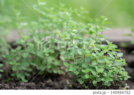 Garden bed with growing aromatic Catnip herb plant (Nepeta cataria) perennial herb from mint family. Garden bed with growing aromatic Catnip herb plant (Nepeta cataria) perennial herb from mint family. 140986782