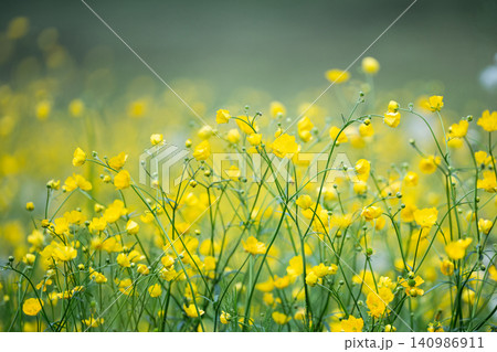 Outdoor meadow with blooming yellow Buttercups flowers (Ranunculus acris) perennial noxious weed. Outdoor meadow with blooming yellow Buttercups flowers (Ranunculus acris) perennial noxious weed. 140986911