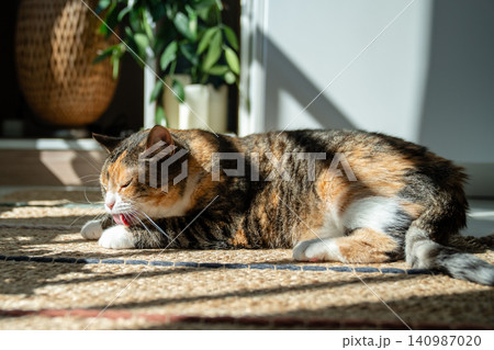 Relaxed domestic kitty lying on rug at home warming body under sunlight and licking paws before nap. Relaxed domestic kitty lying on rug at home warming body under sunlight and licking paws before nap. 140987020