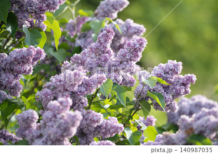Deciduous flowering shrub Syringa vulgaris known as Lilac blooming outdoors in garden on spring day. 140987035