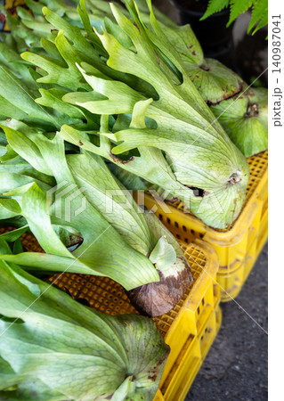 Tropical Staghorn fern plant known as Platycerium for sale at Chatuchak plant market in Bangkok 140987041