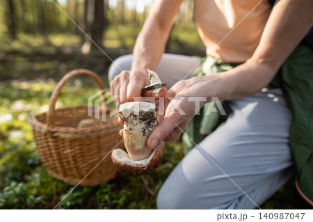 Woman forager reviews Boletus edulis mushroom for worms, cutting off part of stem to check inside. Woman forager reviews Boletus edulis mushroom for worms, cutting off part of stem to check inside. 140987047