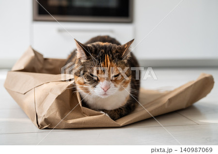 Relaxed sleepy domestic cat taking daily nap on paper bag in kitchen after playing whole day. 140987069