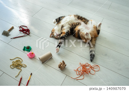 Relaxed cat lying on back on floor interested in various toys brought by owner for pet activity care 140987070