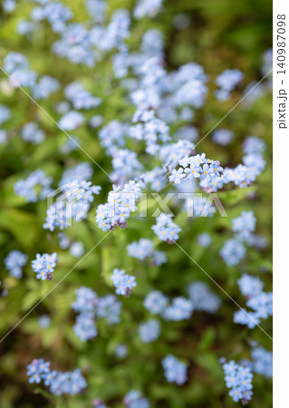 Decorative small blue wild Forget-me-not flowers blooming outdoor in spring garden on sunny day. Decorative small blue wild Forget-me-not flowers blooming outdoor in spring garden on sunny day. 140987098