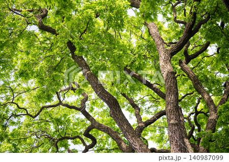 Large oak trees spread crown and branches in park, bottom-up view. Large oak trees spread crown and branches in park, bottom-up view. 140987099
