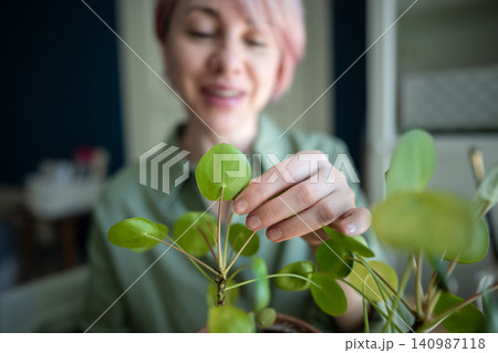 Smiling mature woman home gardener checking Pilea peperomioides plant foliage health conditions Smiling mature woman home gardener checking Pilea peperomioides plant foliage health conditions 140987118