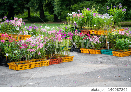 Seasonal flower outdoor market offer fresh perennials for sale including phlox arranged in crates Seasonal flower outdoor market offer fresh perennials for sale including phlox arranged in crates 140987263