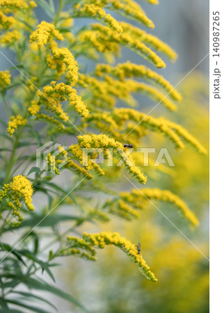Goldenrod invasive species: allelopathy,, rapid spread limit growth of surrounding plants Goldenrod invasive species: allelopathy,, rapid spread limit growth of surrounding plants 140987265