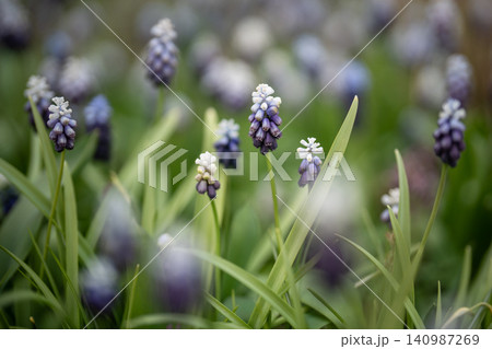 Spring purple white color muscari flowers blooming in spring garden, horticulture and cultivation. Spring purple white color muscari flowers blooming in spring garden, horticulture and cultivation. 140987269