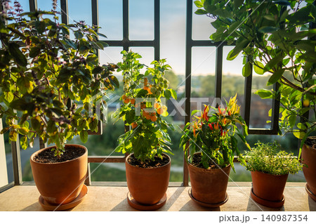 Homegrown thai Basil, yellow tomato cherry, thyme, pepper chili in pots on balcony at home Homegrown thai Basil, yellow tomato cherry, thyme, pepper chili in pots on balcony at home 140987354