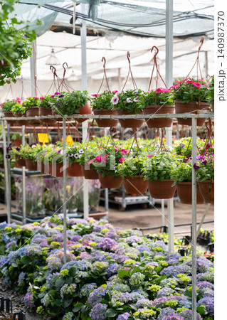 Bloom season in glasshouse with rows of flowers in blossom and pots with plants. Hothouse business Bloom season in glasshouse with rows of flowers in blossom and pots with plants. Hothouse business 140987370