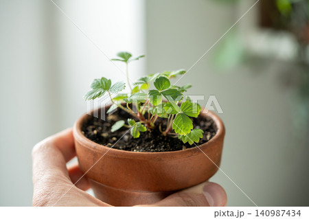 Small Strawberry Fragaria seedlings in clay pot holding in hand at home soft focus. Indoor gardening Small Strawberry Fragaria seedlings in clay pot holding in hand at home soft focus. Indoor gardening 140987434