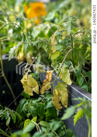 Fungal diseases of tomato leaves, septoria leaf spot, late blight. Fungal diseases of tomato leaves, septoria leaf spot, late blight. 140987435