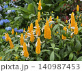鮮やかなオレンジ色のパキスタキスの花 140987453