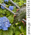 雨に濡れるカタツムリとアジサイの花 140987454