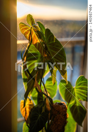 Philodendron Splendid plant with support homemade sphagnum moss pole netting , sunset light 140987464