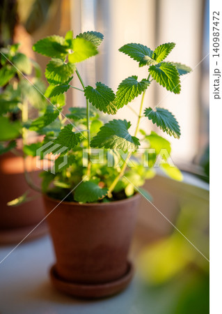 Cultivation Melissa plant in clay pot. Growing aromatic fresh lemon balm herbs on windowsill at home Cultivation Melissa plant in clay pot. Growing aromatic fresh lemon balm herbs on windowsill at home 140987472