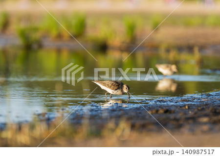 Sandpiper feeds along the shores of Baltic sea before autumn migrating to southern 140987517