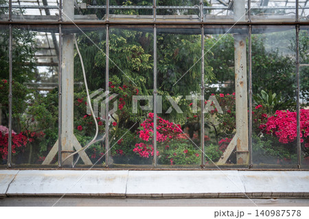 Many lush rhododendron plants with blossoming red flowers and green foliage blooming in orangery. 140987578