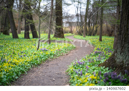 Spring in park with path and blooming yellow purple wildflowers covering ground with flower carpet. 140987602