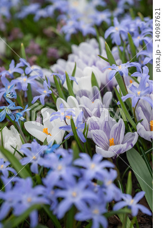 First spring flowers blooming in garden, lawn with small crocuses and hyacinths blossoming outdoors. 140987621