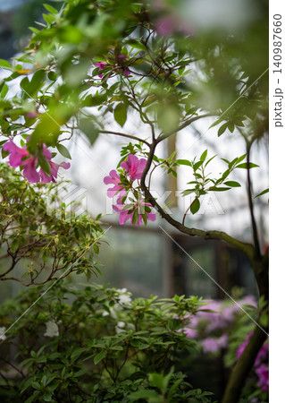 Blooming pink azalea flower in greenhouse. Flowering rhododendron bushes in glasshouse Blooming pink azalea flower in greenhouse. Flowering rhododendron bushes in glasshouse 140987660