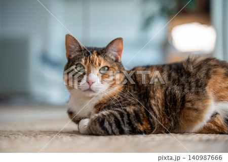 Calm, relaxed calico cat with loaf position lying on jute rug at home, looking at camera Calm, relaxed calico cat with loaf position lying on jute rug at home, looking at camera 140987666