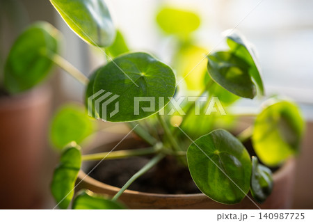 Closeup of Pilea peperomioides houseplant in clay pot at home. Chinese money plant. 140987725