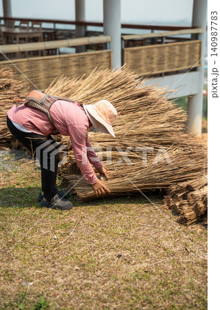 Thatcher organizing heaps of dried organic straw for roof repair, gathering straw in sheaves. Thatcher organizing heaps of dried organic straw for roof repair, gathering straw in sheaves. 140987783