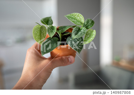 Small sprout Scindapsus Pictus houseplant in terracotta pot in man hand closeup soft focus Small sprout Scindapsus Pictus houseplant in terracotta pot in man hand closeup soft focus 140987808