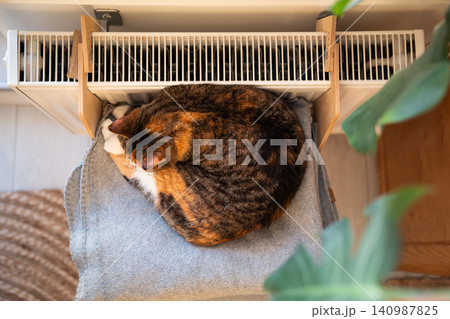 Calico cat basking near hot radiator on convenient cozy shelf, kitty during heating season in winter Calico cat basking near hot radiator on convenient cozy shelf, kitty during heating season in winter 140987825