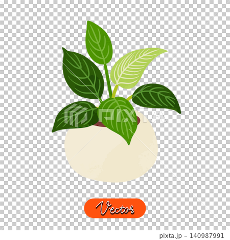 Philodendron birkin in a pot, watercolor-style hand-drawn vector illustration. Philodendron birkin in a pot, watercolor-style hand-drawn vector illustration. 140987991