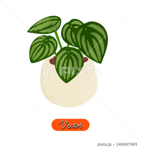 ペペロミア・サンデルシーの鉢植え 水彩風手描きベクターイラスト ペペロミア・サンデルシーの鉢植え 水彩風手描きベクターイラスト 140987995