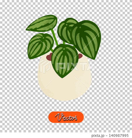 ペペロミア・サンデルシーの鉢植え 水彩風手描きベクターイラスト ペペロミア・サンデルシーの鉢植え 水彩風手描きベクターイラスト 140987995