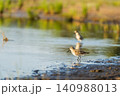 Sandpiper feeds along the shores of Baltic sea before autumn migrating to southern 140988013