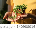Girl hand holding small terracotta pot with Senecio Rowleyanus commonly known as a string of pearls 140988016