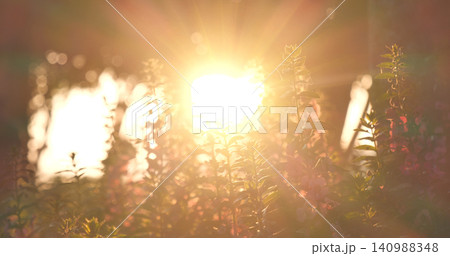 Sunny flower floral soft nature sunbeam blossom blurred background. Sunbeam shining through Pastel pink romance bloom spring season soft ray light. Petals blossom in beautiful garden on sunshine day 140988348