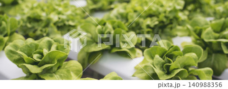 Banner fresh organic hydroponic vegetable plantation produce green salad hydroponic farm. Panorama Green oak lettuce salad in Organic Farm. Salad farm vegetable green oak lettuce with copy space Banner fresh organic hydroponic vegetable plantation produce green salad hydroponic farm. Panorama Green oak lettuce salad in Organic Farm. Salad farm vegetable green oak lettuce with copy space 140988356