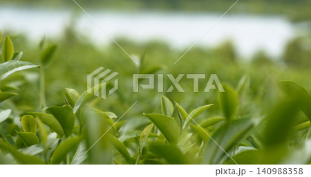Green tea tree leaves field plant in camellia sinensis organic farm. Close up Tree tea plantations mountain green nature background in morning. Fresh young tender bud herbal Green tea tree in farm Green tea tree leaves field plant in camellia sinensis organic farm. Close up Tree tea plantations mountain green nature background in morning. Fresh young tender bud herbal Green tea tree in farm 140988358