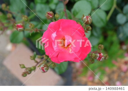 真上から見た小さなピンクがかった赤いバラの花 真上から見た小さなピンクがかった赤いバラの花 140988461