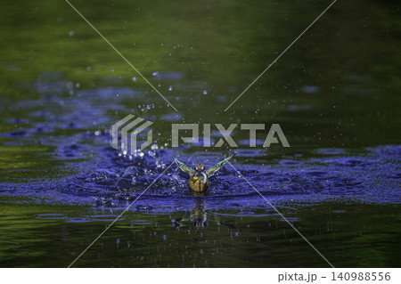水辺のカワセミ 140988556