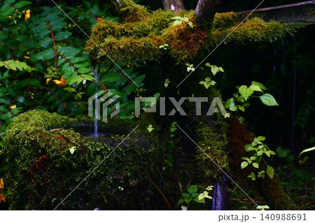 苔むす 苔むす 140988691