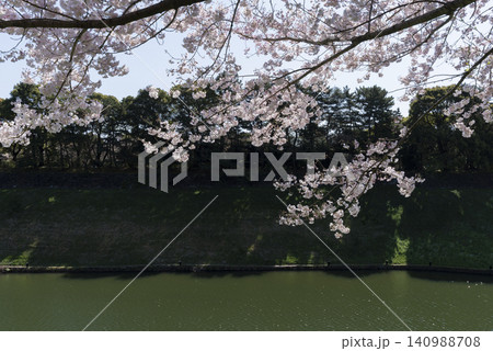 千鳥ヶ淵の桜 千鳥ヶ淵の桜 140988708