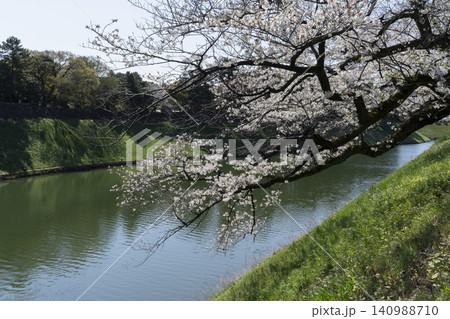 千鳥ヶ淵の桜 140988710