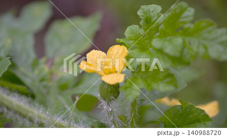雨粒をまとったスイカの花と幼果 家庭菜園の初夏の風景 雨粒をまとったスイカの花と幼果 家庭菜園の初夏の風景 140988720