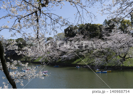 千鳥ヶ淵の桜 千鳥ヶ淵の桜 140988754